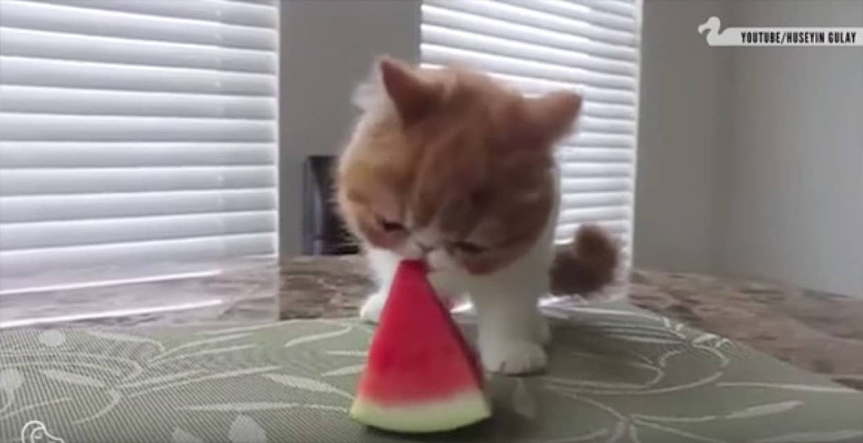 猫って実はスイカ好き スイカを頬ばる猫たちの映像総集編 カラパイア 猫って実はスイカ好き スイカを頬ばる猫たちの映像総集編 カラパイア