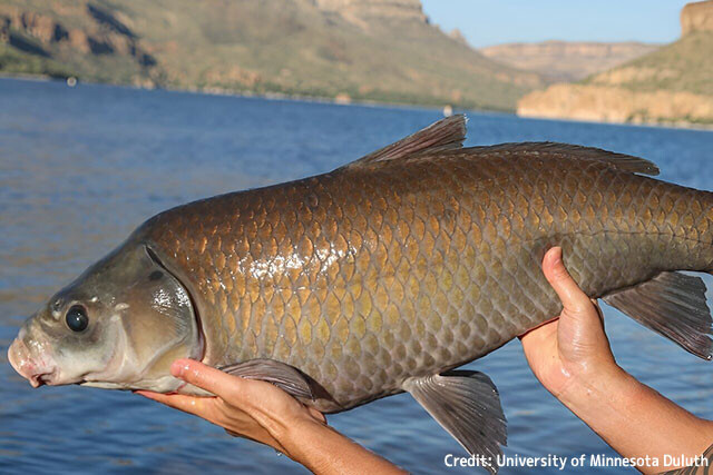 アリゾナ州の砂漠の湖にいる淡水魚3種は100歳以上生きる長寿であることが判明