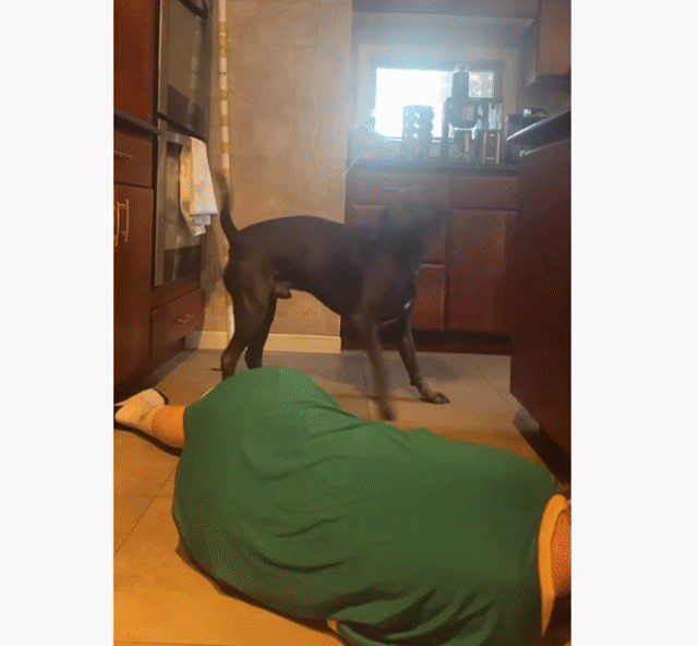 犬の前で倒れたふりをしたところ サスペンスホラーな展開が待っていた カラパイア