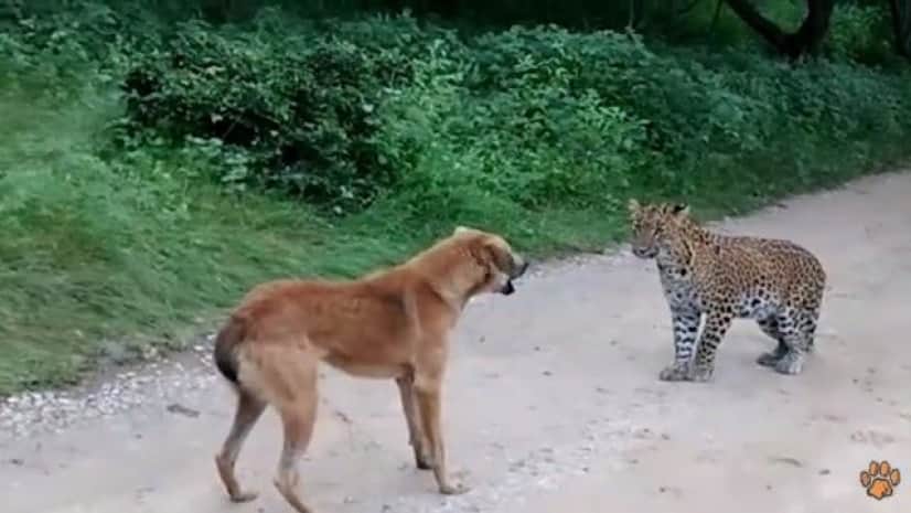 何すんねん ざけんなゴルァ しばいたろかワレ 意訳 ヒョウ 対 犬 勝つのはどっち カラパイア