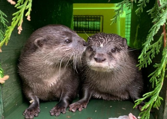 パートナーを失ったコツメカワウソ同士が、再び愛に巡り合うまでの物語