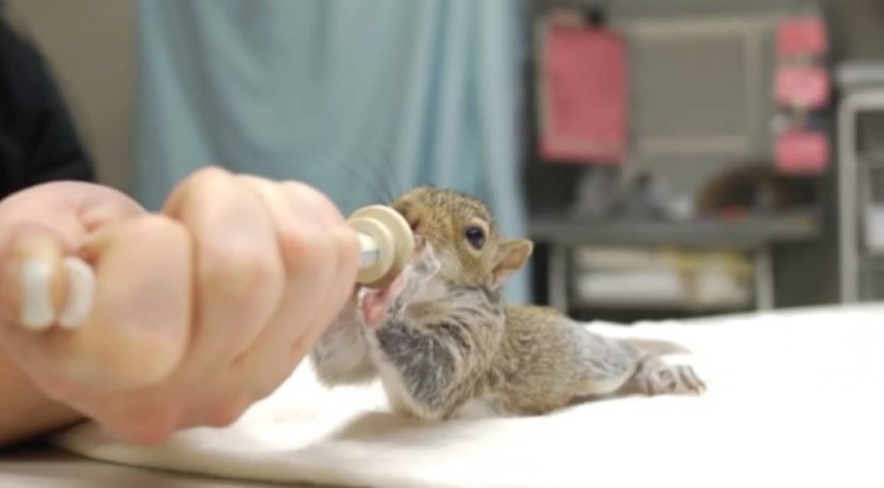 かわいすぎて倒れそうになる 迷子ぼっちになった赤ちゃんリスの保育映像 カラパイア