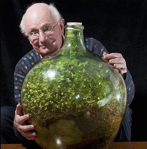 蓋をした瓶の中で40年以上 青々とした葉を保ちながら生き続けているツユクサのテラリウム カラパイア