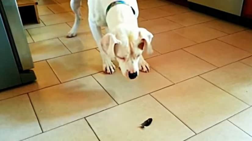 コレっていったい何物なんだ 怖いよ怖い ふわふわりんと舞う羽根が怖い犬総集編 カラパイア コレっていったい何物なんだ 怖いよ怖い ふわふわりんと舞う羽根が怖い犬総集編 カラパイア