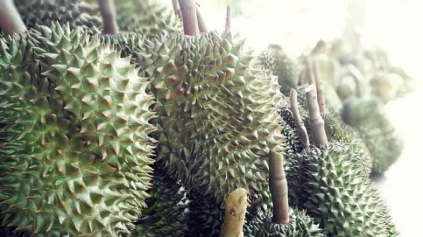 durian-fruit-2483438_640_e