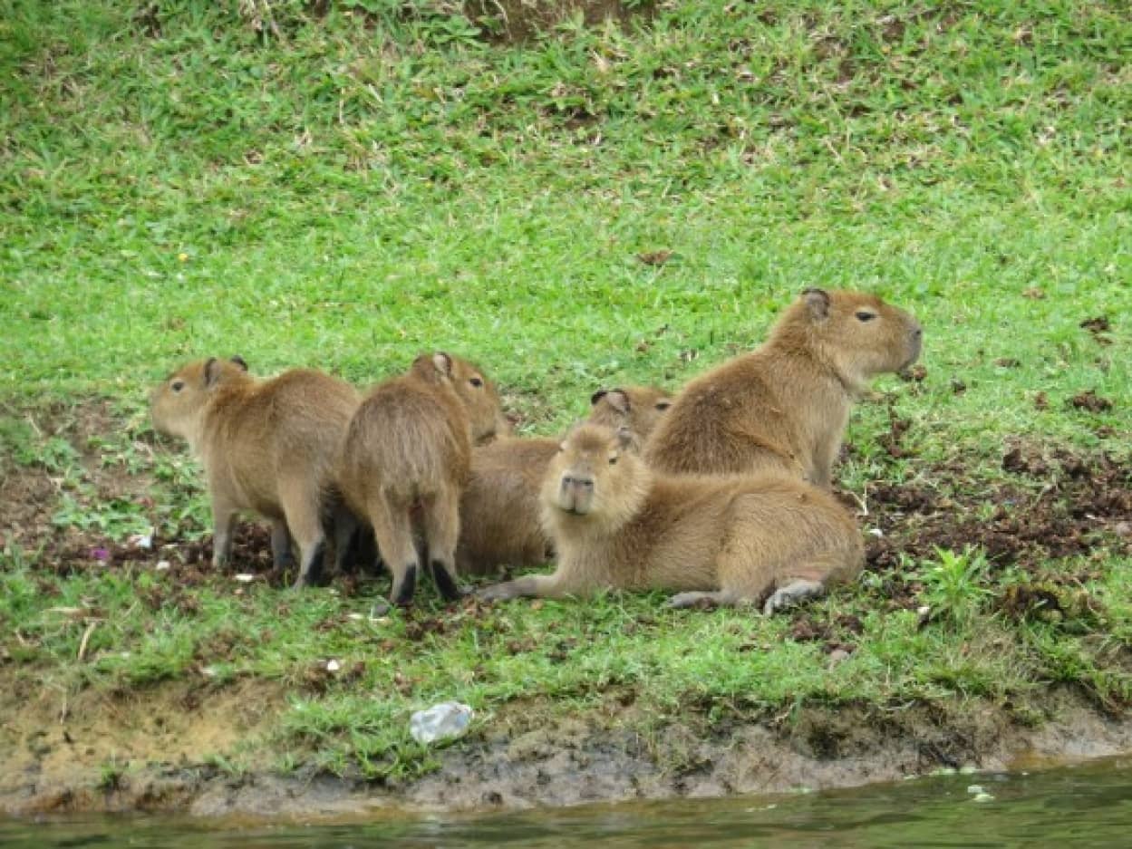 カピバラの群れが高級住宅地に襲来。もともとはカピバラの生息地だった。