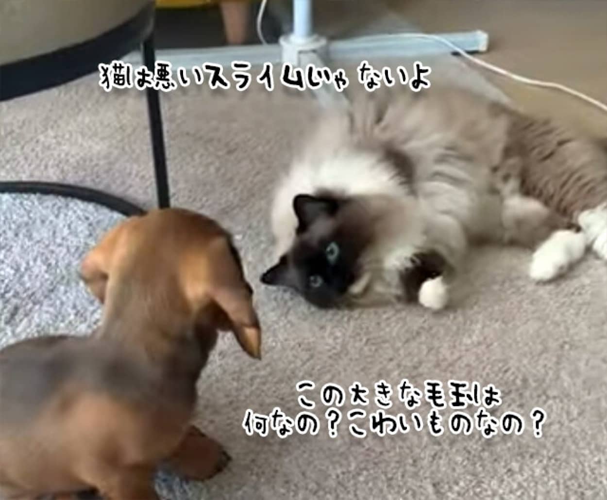 猫が犬に親愛の情を示す