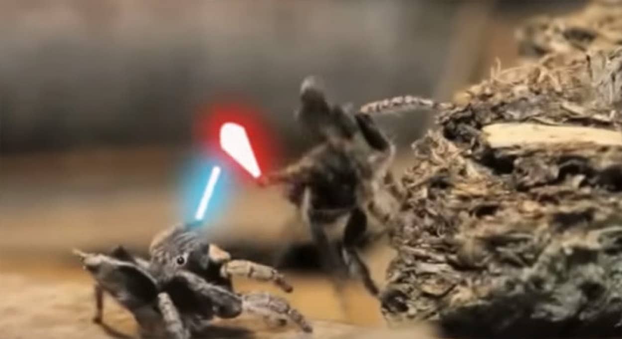 スターウォーズに触発されて ハエトリグモさんがライトセーバーをもって戦うだとぉ カラパイア スターウォーズに触発されて ハエトリグモさんがライトセーバーをもって戦うだとぉ カラパイア