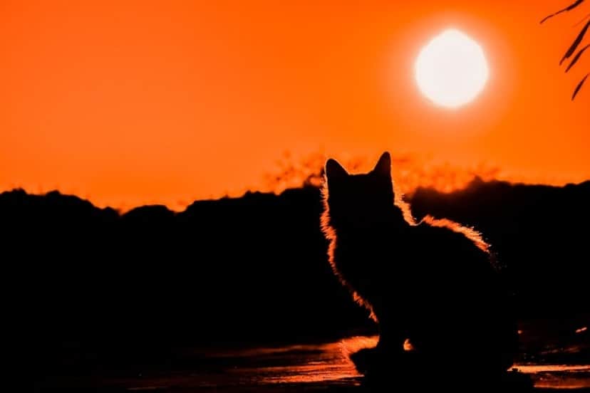 sunset-gfab58a38a_640