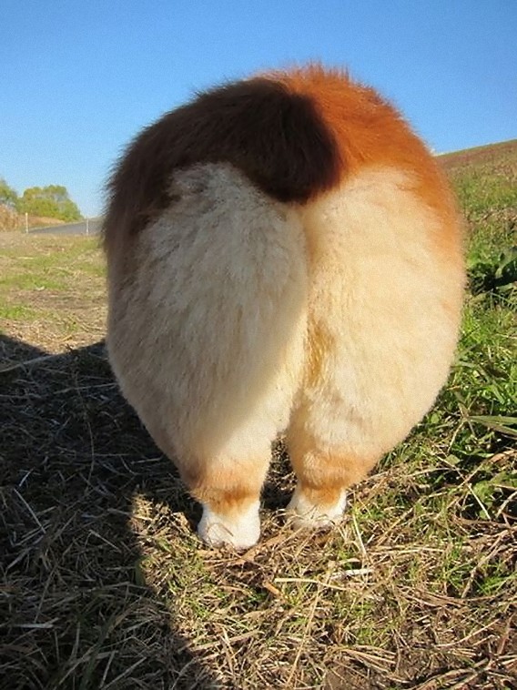 photos_of_corgi_butts_27_e