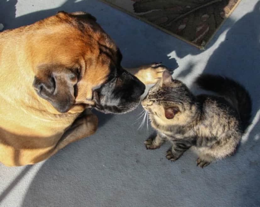 猫 が 猫 で ある よう に