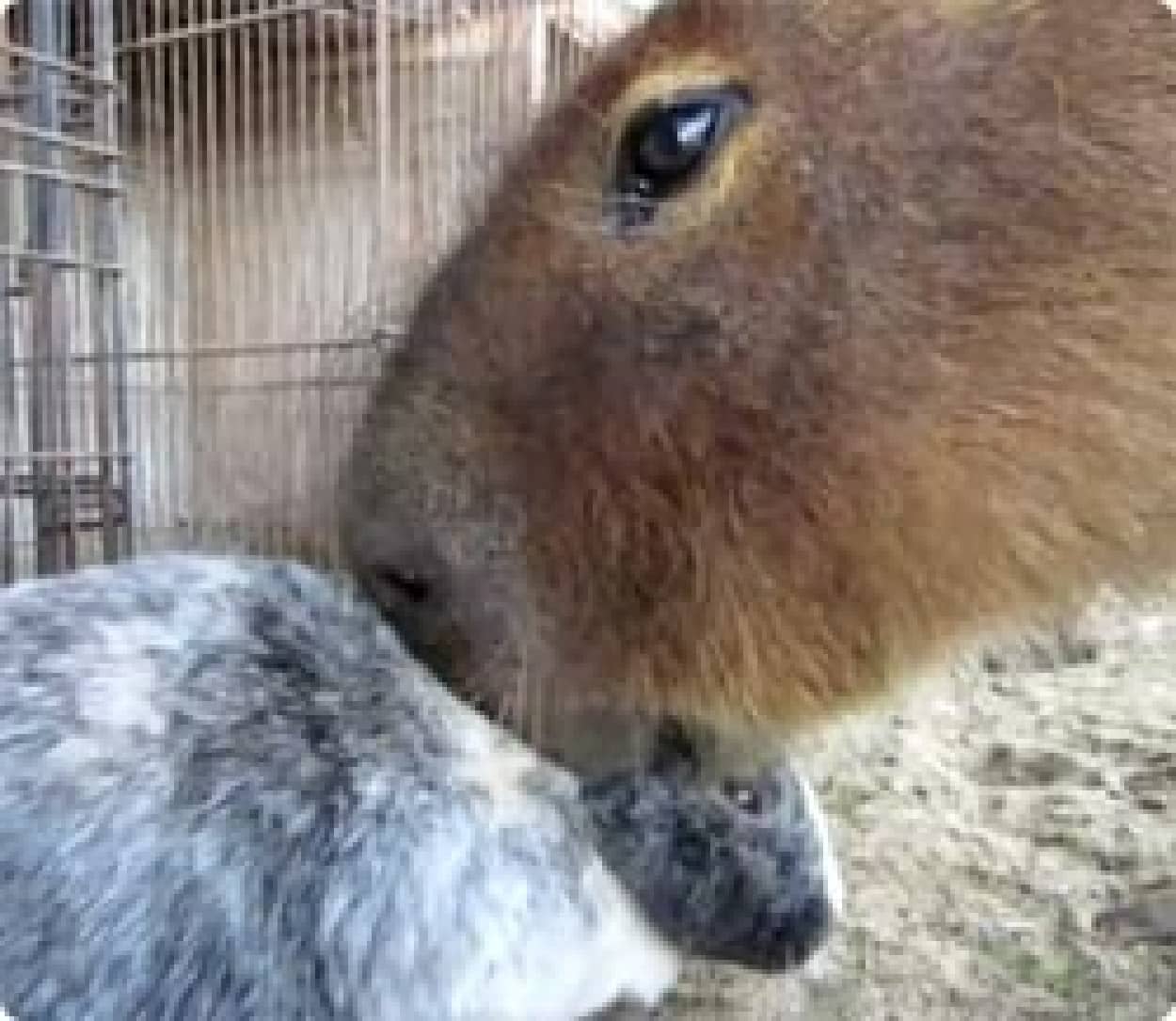ウサギの耳を何かと間違えチュウチュウするカピバラ カラパイア