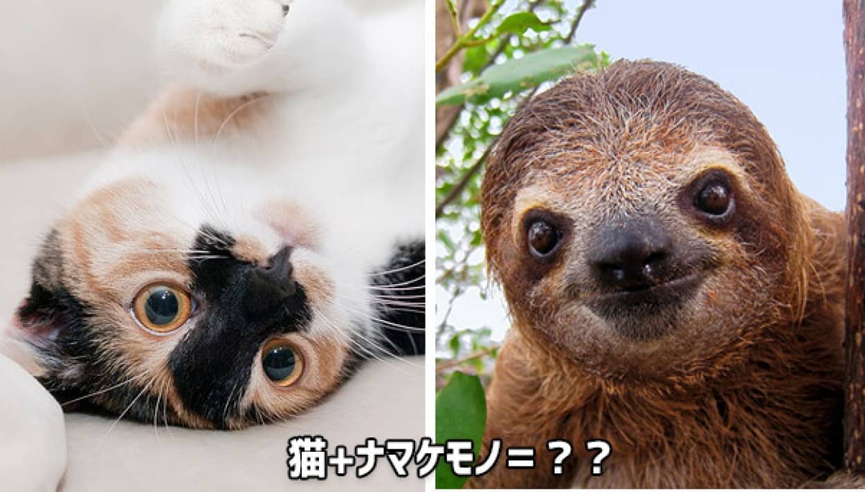 猫はかわいい ナマケモノもかわいい 合体させたらすごくかわいくなるんじゃね で こうなった カラパイア