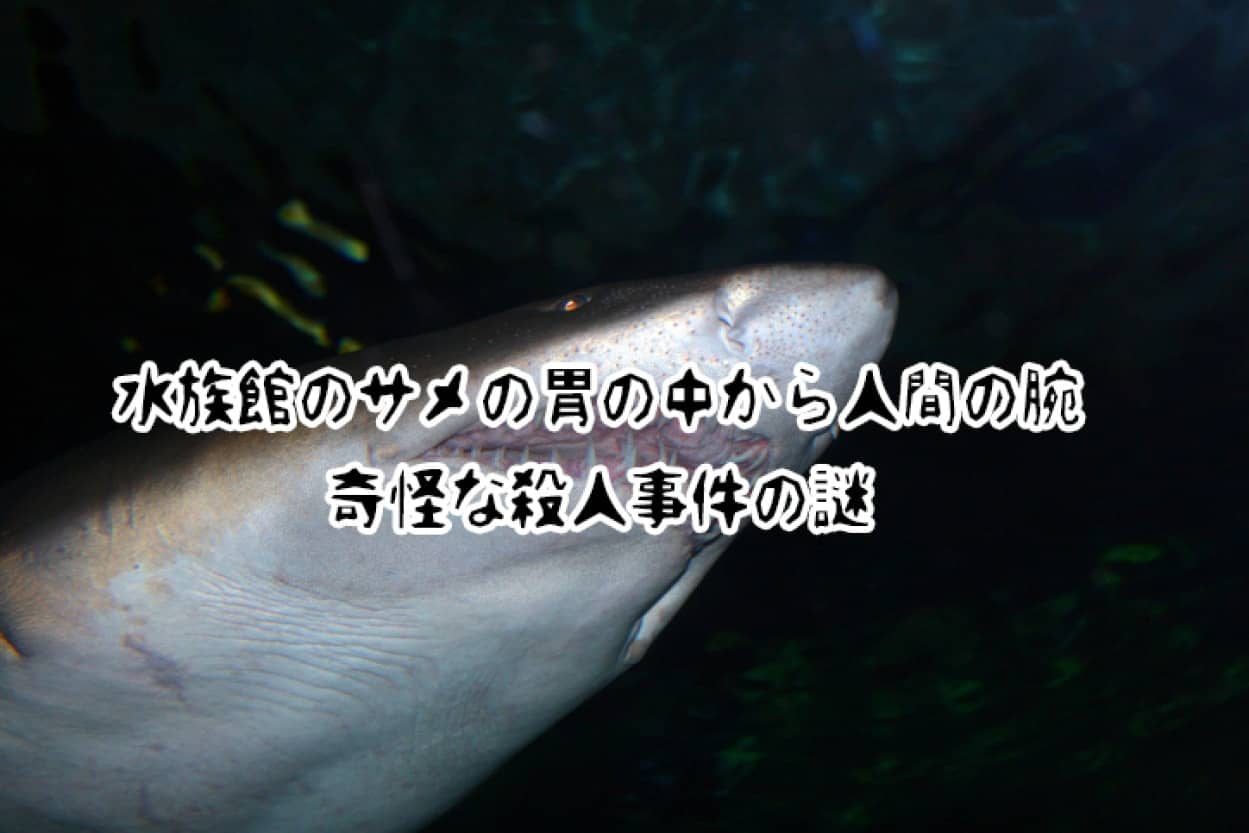 未解決事件簿。水族館のサメが吐き出した人間の腕で発覚した奇怪な殺人事件の謎