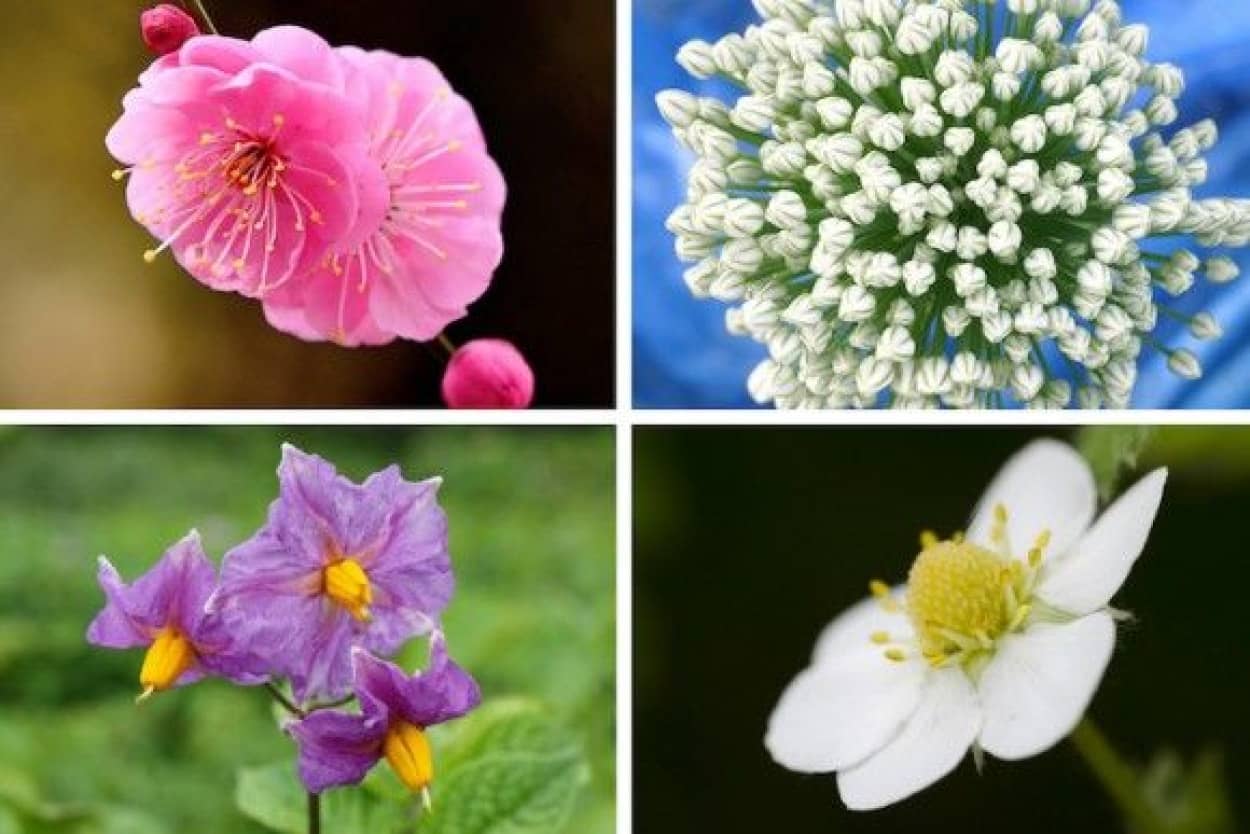 あの果物や野菜には こんなに美しい花が咲いていた 19の農作物のビフォア アフター カラパイア