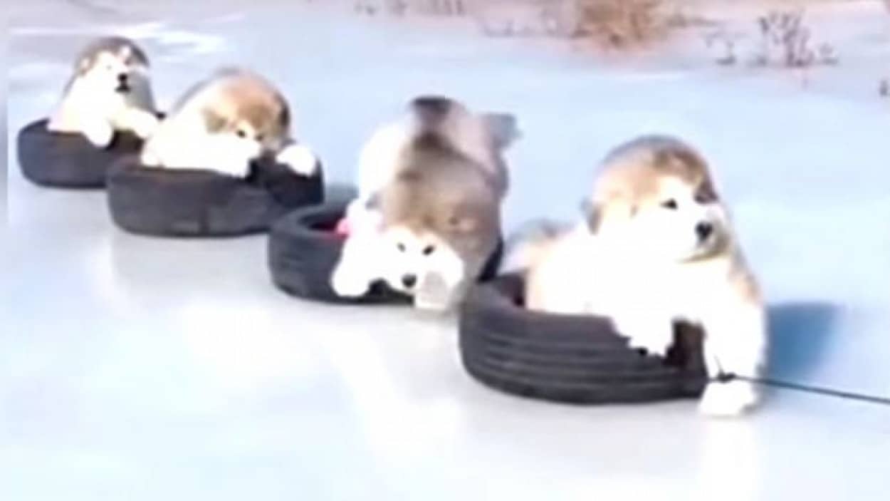 もっと もっと見たくなる もこもこマラミュートの赤ちゃんズ再び カラパイア もっと もっと見たくなる もこもこマラミュートの赤ちゃんズ再び カラパイア