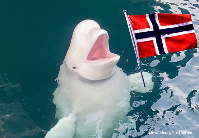 亡命したロシアのスパイ疑惑のあるシロイルカを守る為、ノルウェーで世界初の外洋クジラ保護区を作る計画