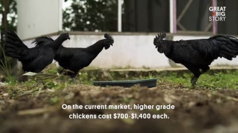 chicken4