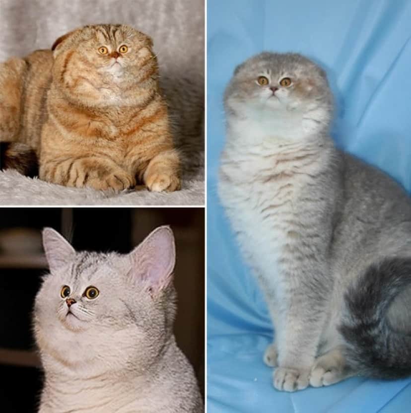 もし猫が地獄のミサワ化したら 顔のパーツがセンター寄りな猫たちのコラ画像 カラパイア もし猫が地獄のミサワ化したら 顔のパーツがセンター寄りな猫たちのコラ画像 カラパイア