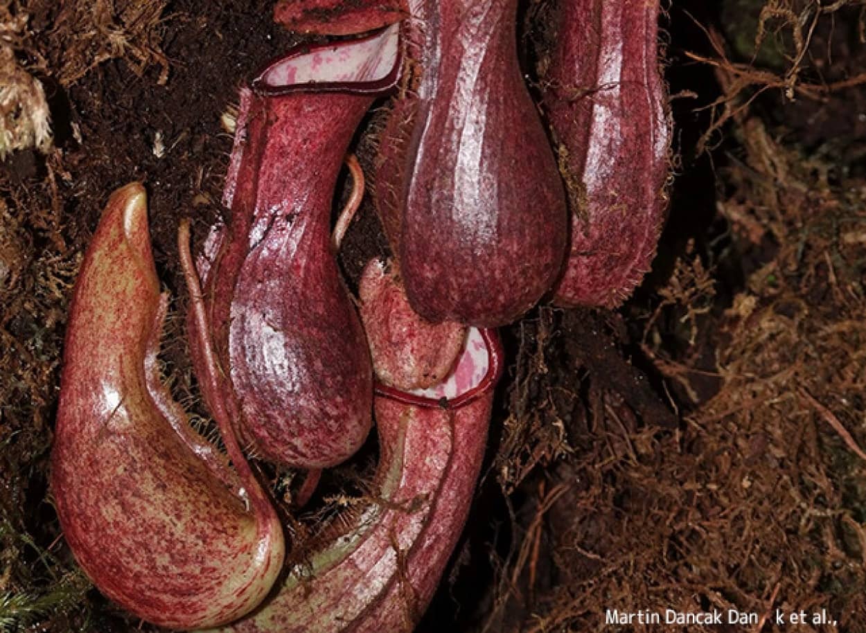 地中で捕食する新種の食虫植物