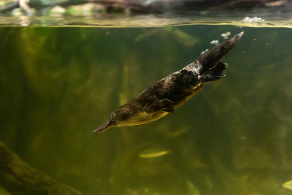 そんな生物いるわけない かつて存在自体が否定された7つの生物 カラパイア