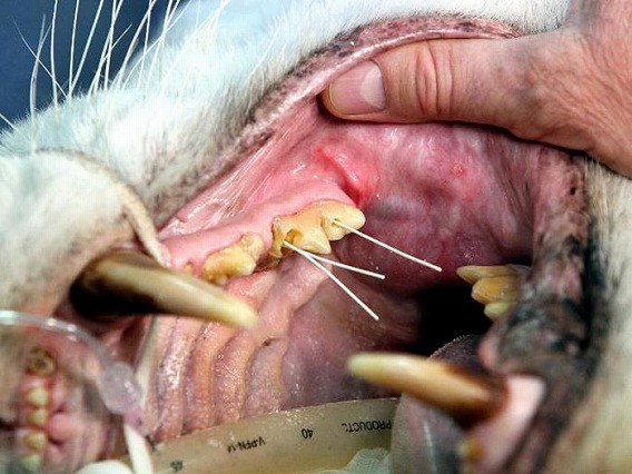 tiger_root_canal_07