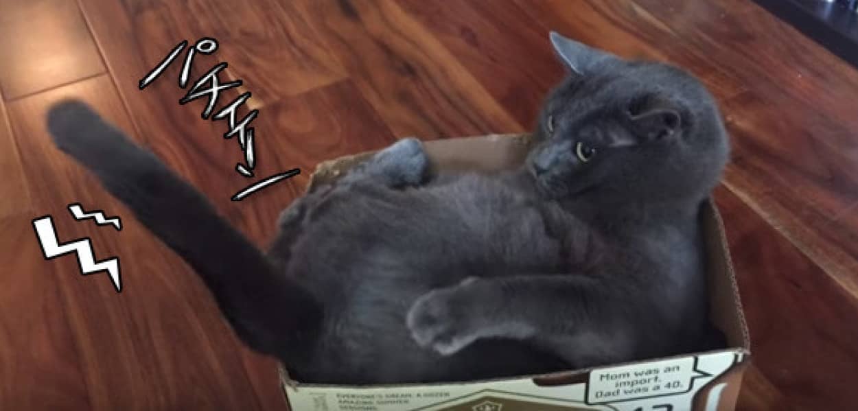 猫の挙動が制御不能 突如自分の尻尾をかじっては舐める猫 カラパイア 猫の挙動が制御不能 突如自分の尻尾をかじっては舐める猫 カラパイア