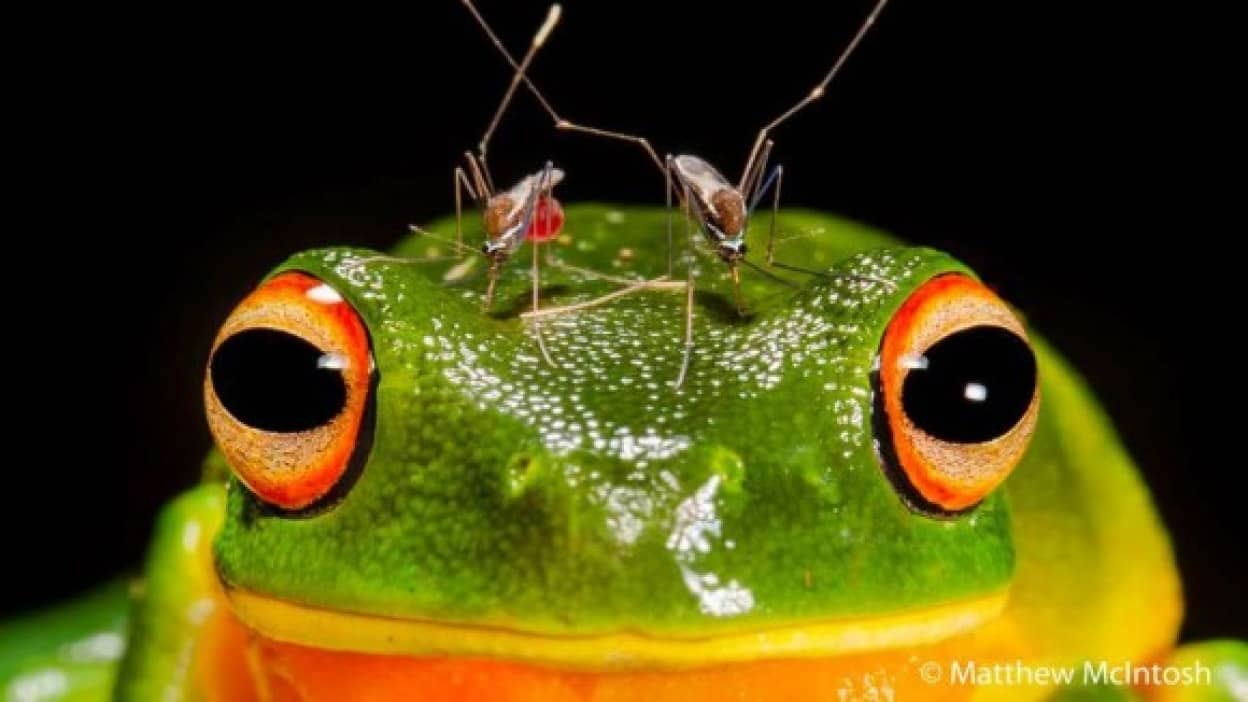 シゼン スゴイ 16年オーストラリア 自然写真コンテスト入賞作品 カラパイア