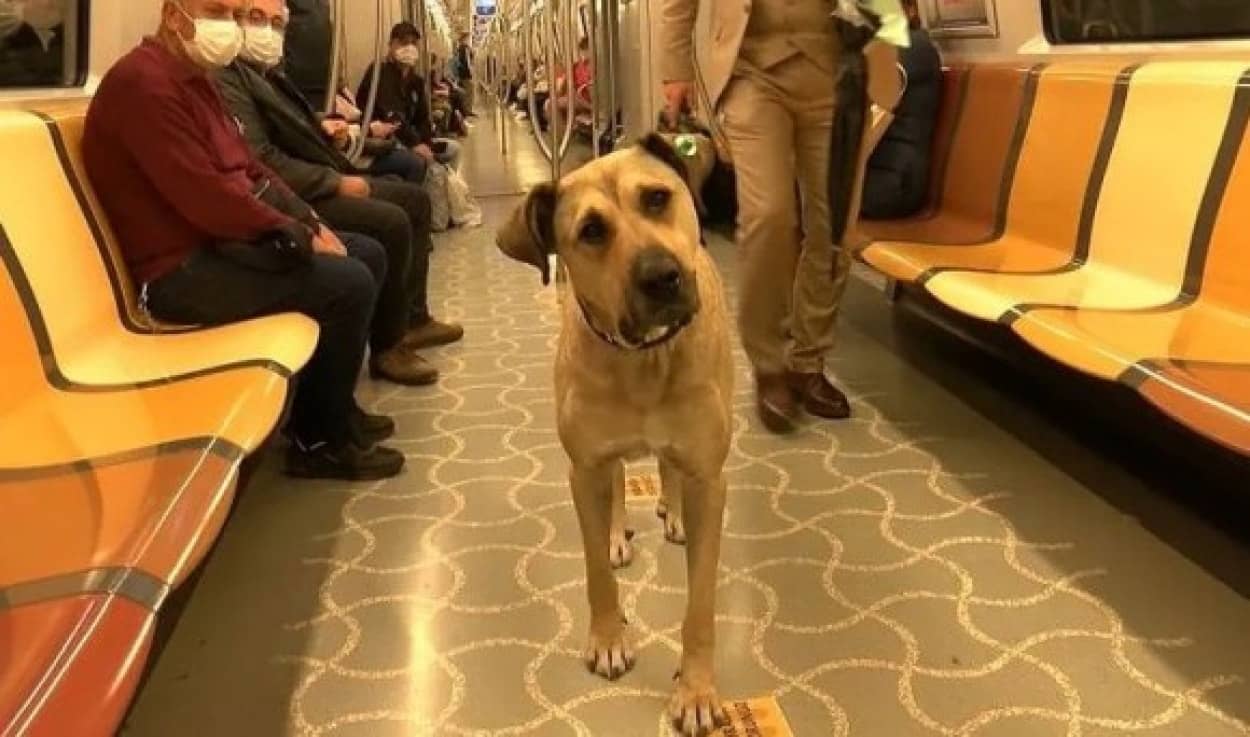 無賃乗車で市内を自由に旅するトルコの犬dog cover_e