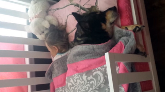 ベビーベッドで赤ちゃんに添い寝 10年前に保護した犬が今度は少女をしっかり守る カラパイア