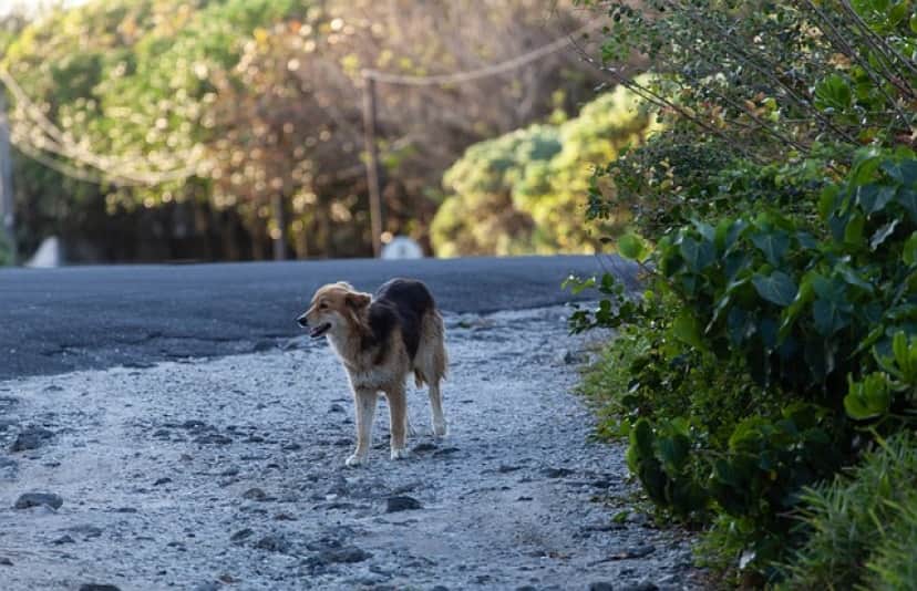 stray-dog-on-road-g2e186fd10_640