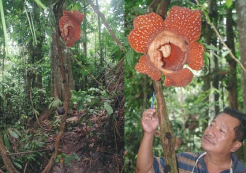 世界最大の幻の花 ラフレシア の新種が発見される カラパイア