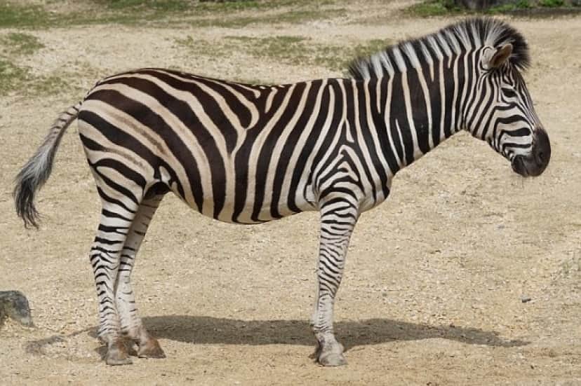 zebra2
