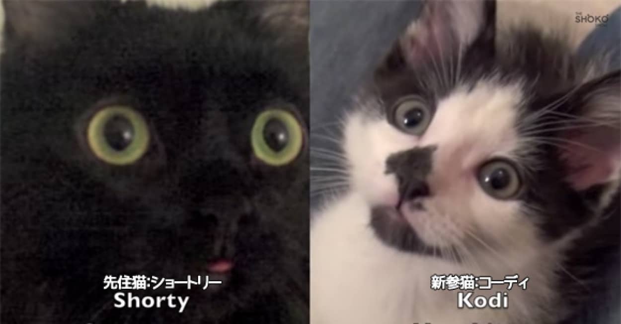 仲良くなれるかな すでに猫がいる家に新しく猫を迎え入れる方法 カラパイア