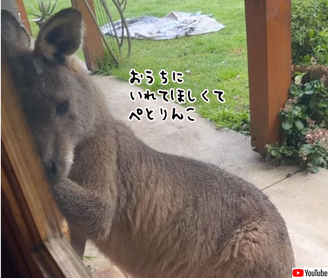 お家の中に入れて欲しいの。ドアに張り付きせつない表情を浮かべるカンガルー