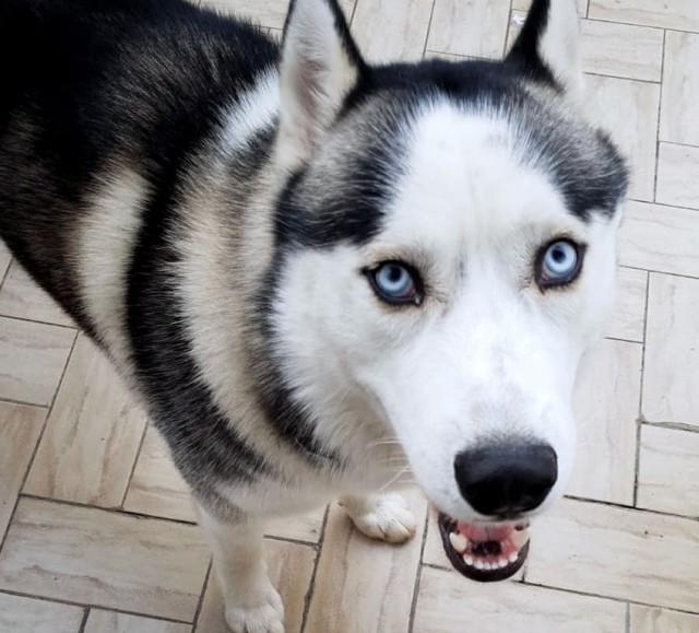 イタリアの犬はイタリア語！飼い主そっくりのイントネーションで会話するハスキー犬（要音声）