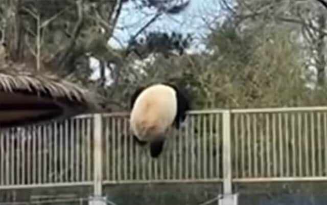 動物園からパンダが脱走 想定外の事案になぜかほっこり カラパイア