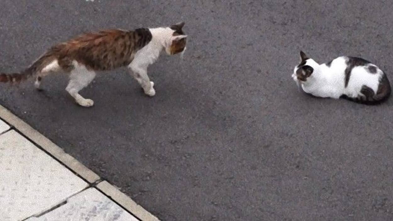 いじめられていた猫が友達を作るまで ドキュメント風味で カラパイア