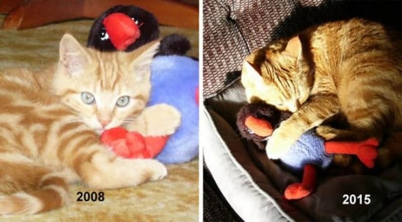 cat-toy-before-after__700_e