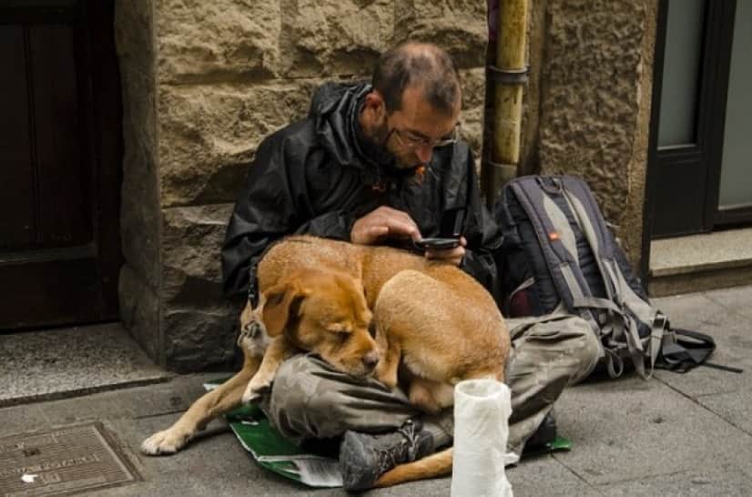 dog-1487553_640_e