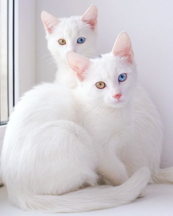 スーパー ビューティホー ロシアの生きた宝石とさえ称される オッドアイで真っ白ボディーの超美猫姉妹 カラパイア スーパー ビューティホー ロシアの生きた宝石とさえ称される オッドアイで真っ白ボディーの超美猫姉妹 カラパイア