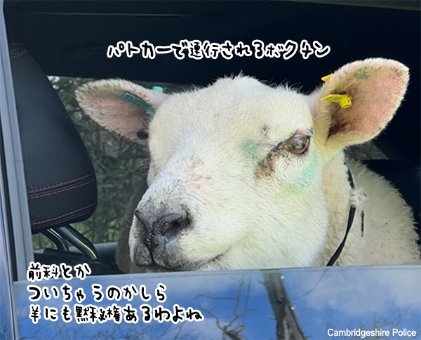 脱走した羊がパトカーで連行される様子がこちらです