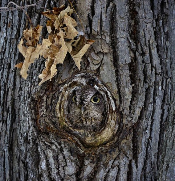 camouflaged_owls_16_e