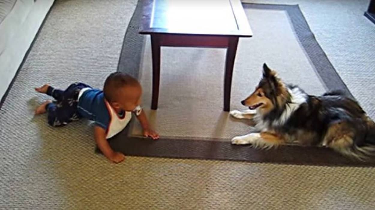 楽しいね 楽しいね 犬のベビーシッターと大喜びで遊ぶ赤ちゃんの笑い声がはじける動画 カラパイア 楽しいね 楽しいね 犬のベビーシッターと大喜びで遊ぶ赤ちゃんの笑い声がはじける動画 カラパイア
