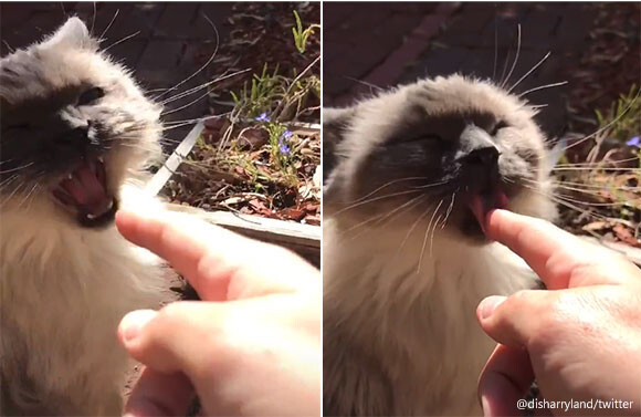 猫の典型的なやつ、差し出された人間の指に対する反応