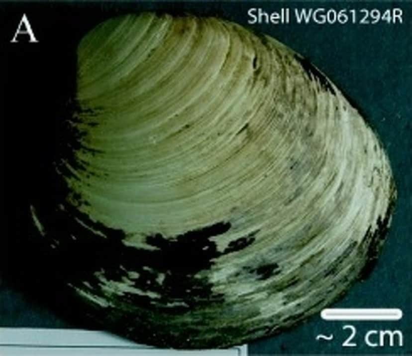 Ming_clam_shell_e