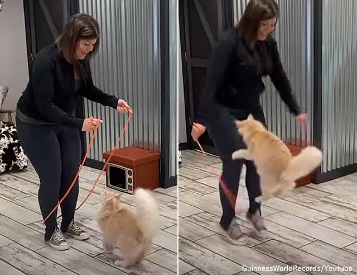 猫がなわとびを1分間に9回飛んで世界ギネス記録