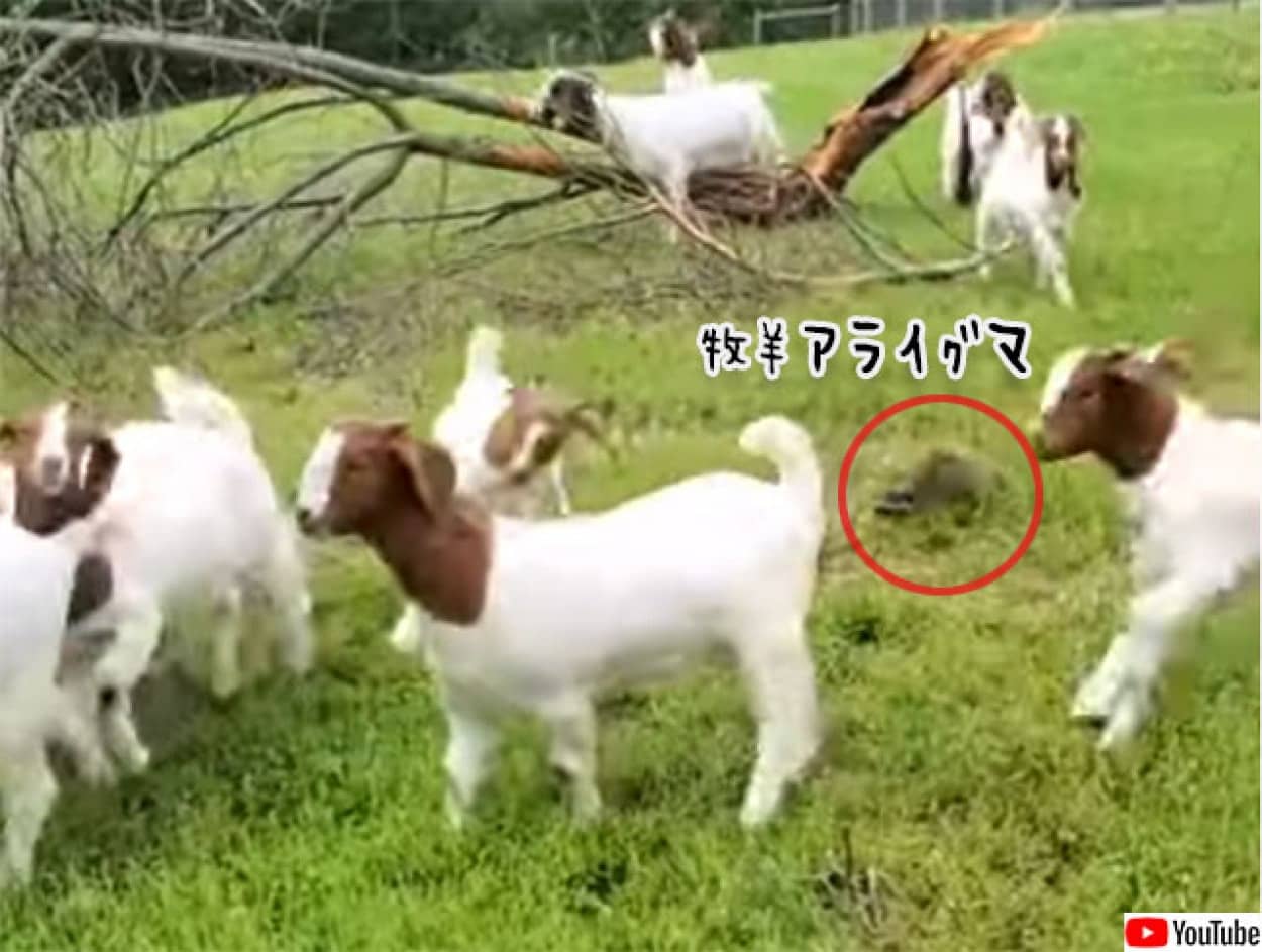 牧羊犬が羊を追うがごとく アライグマがヤギを追う カラパイア