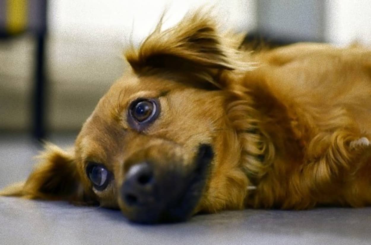 dog-3162467_640_e_e