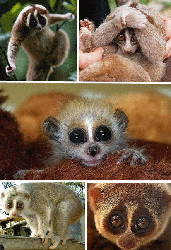 Poisonous-Slow-Loris